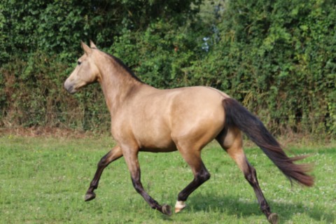 REVEA GUIMERAIE