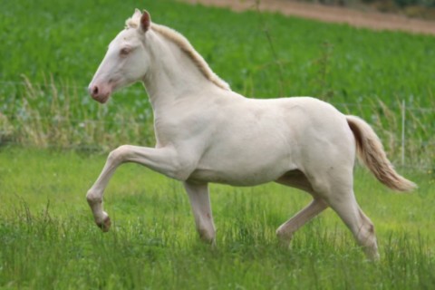 UNICA GUIMERAIE