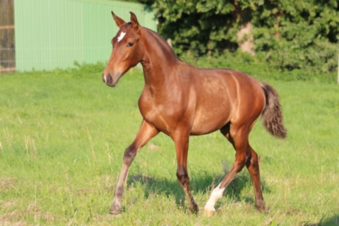 UNISCO GUIMERAIE