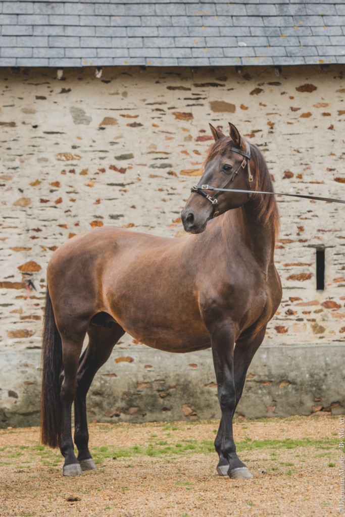 LEBRERA DU PLESSIS