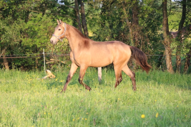 UMBROSO GUIMERAIE
